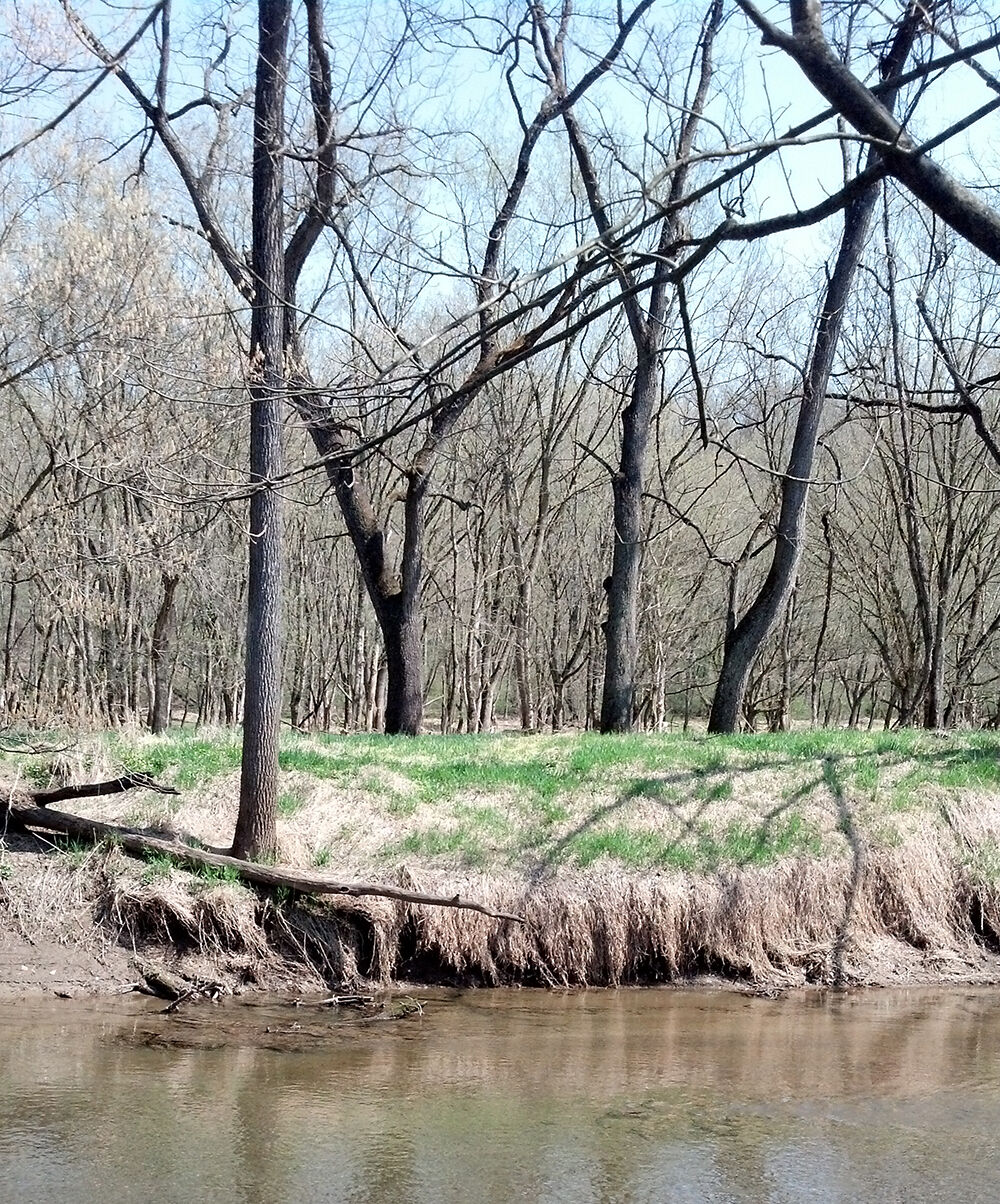 Streambank with groundcover